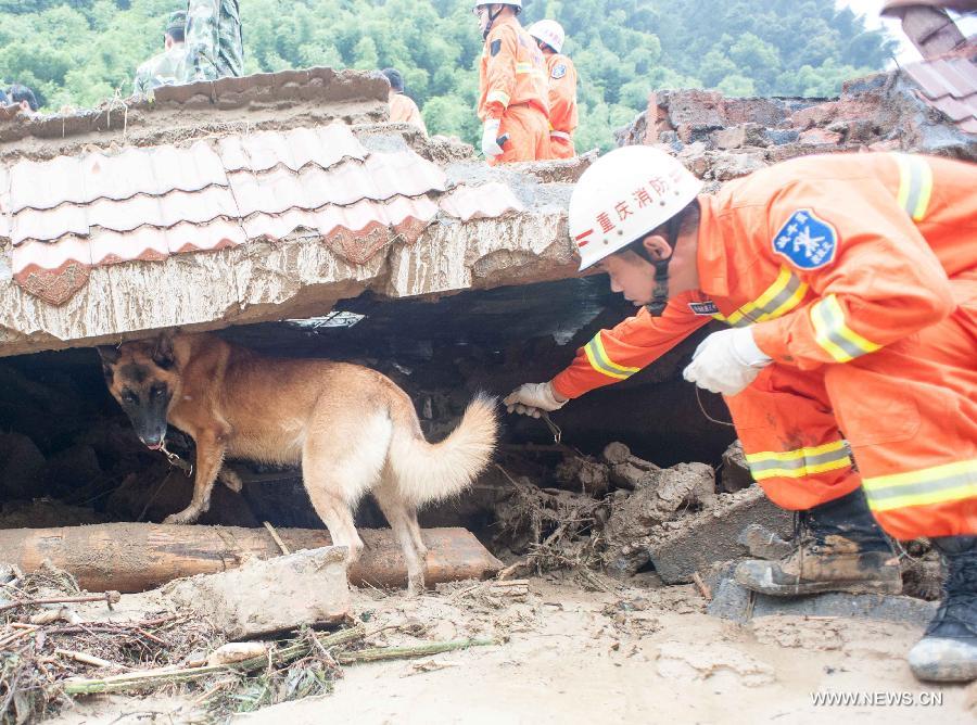 A rescuer and a sniffer dog search for survivers at a landslide site in Changsheng Village of Changshou District in southwest China's Chongqing, Sept. 14, 2014. Downpours are wreaking havoc in southwest China Saturday. Landslides triggered by continuous rainfalls have killed at least three people here and more buried are yet to be found. (Xinhua/Liu Chan)