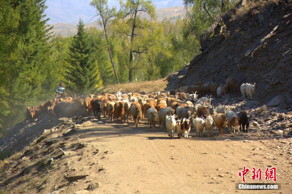 Great seasonal migration of livestock
