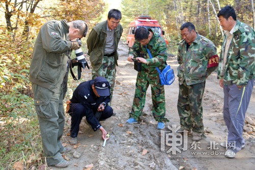 Forestry authorities in the northeastern province of Heilongjiang have for the first time found traces of a Siberian tiger in a planted forest zone. In the picture, investigators are measuring the footprints of the spotted Siberian tiger.