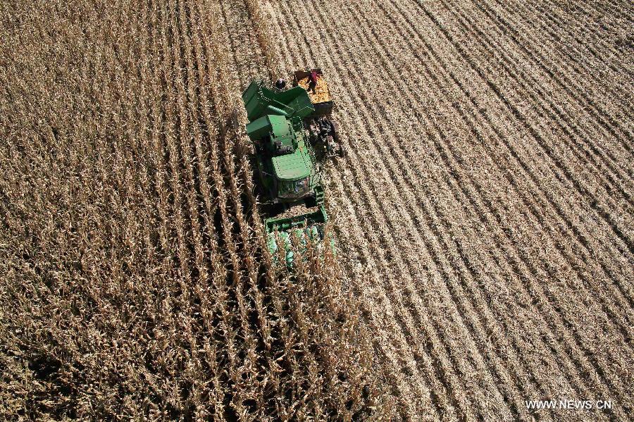 Harvesters collect corns in this aerial photograph in Taiping Village of Pingyang Township in Tailai County of Qiqihaer City, northeast China&apos;s Heilongjiang Province, Oct. 2, 2014. 