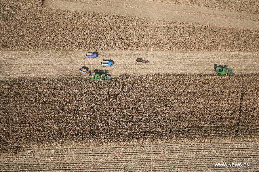 Harvesters collect corns in this aerial photograph in Taiping Village of Pingyang Township in Tailai County of Qiqihaer City, northeast China&apos;s Heilongjiang Province, Oct. 2, 2014. 