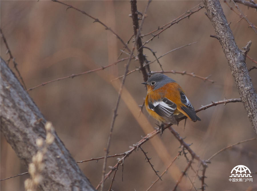 Przewalski's Redstart male, Lingsha, photo by Terry Townshend