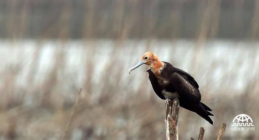 LESSER FRIGATEBIRD, photo by Terry Townshend