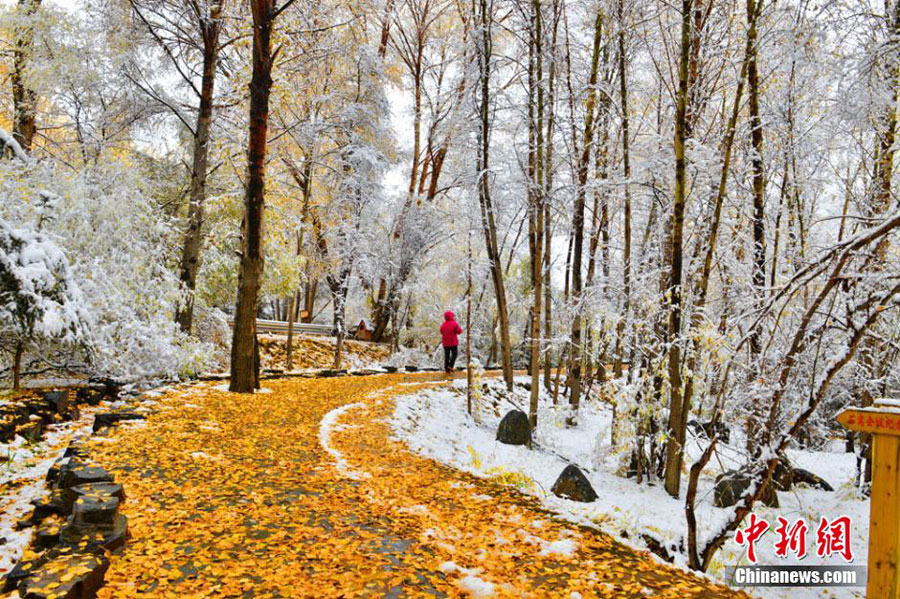 10月10日来，甘肃出现今年入秋以来首场大范围降雪。位于祁连山脚下的甘肃肃南裕固族自治县一片银装素裹，胜似童话传说中的仙境一般美丽。此次降雪使县城驻地红湾寺出现壮丽的雪凇奇景，林中落叶松、樟子松、白桦、河杨等高低错落的树木上，红、青、绿、黄各色叶片与白雪交相辉映，犹如一幅天然的水墨画。[武雪峰 摄]