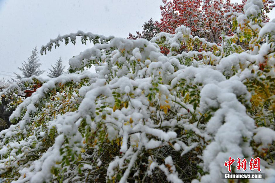 10月10日来，甘肃出现今年入秋以来首场大范围降雪。位于祁连山脚下的甘肃肃南裕固族自治县一片银装素裹，胜似童话传说中的仙境一般美丽。此次降雪使县城驻地红湾寺出现壮丽的雪凇奇景，林中落叶松、樟子松、白桦、河杨等高低错落的树木上，红、青、绿、黄各色叶片与白雪交相辉映，犹如一幅天然的水墨画。[武雪峰 摄]