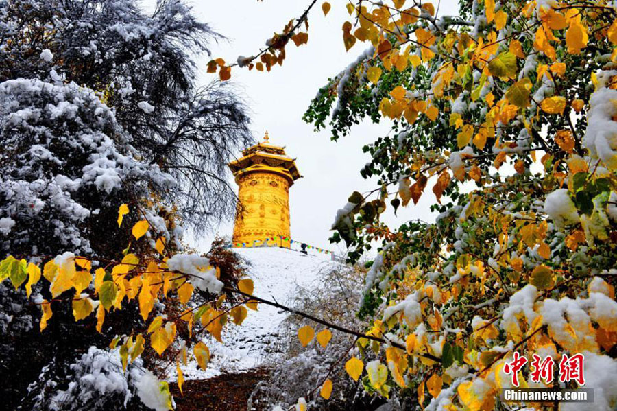 10月10日来，甘肃出现今年入秋以来首场大范围降雪。位于祁连山脚下的甘肃肃南裕固族自治县一片银装素裹，胜似童话传说中的仙境一般美丽。此次降雪使县城驻地红湾寺出现壮丽的雪凇奇景，林中落叶松、樟子松、白桦、河杨等高低错落的树木上，红、青、绿、黄各色叶片与白雪交相辉映，犹如一幅天然的水墨画。[武雪峰 摄]