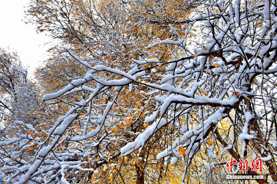 10月10日来，甘肃出现今年入秋以来首场大范围降雪。位于祁连山脚下的甘肃肃南裕固族自治县一片银装素裹，胜似童话传说中的仙境一般美丽。此次降雪使县城驻地红湾寺出现壮丽的雪凇奇景，林中落叶松、樟子松、白桦、河杨等高低错落的树木上，红、青、绿、黄各色叶片与白雪交相辉映，犹如一幅天然的水墨画。[武雪峰 摄]