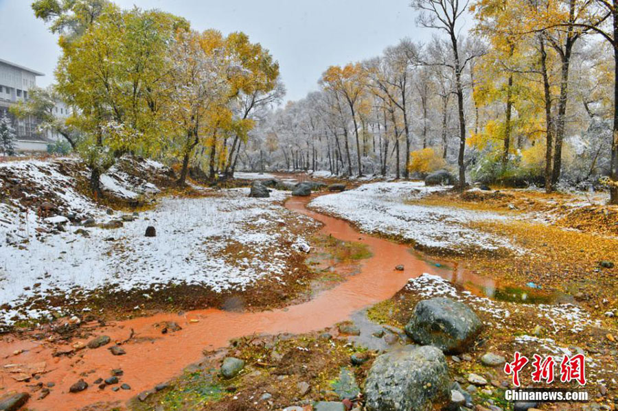 10月10日来，甘肃出现今年入秋以来首场大范围降雪。位于祁连山脚下的甘肃肃南裕固族自治县一片银装素裹，胜似童话传说中的仙境一般美丽。此次降雪使县城驻地红湾寺出现壮丽的雪凇奇景，林中落叶松、樟子松、白桦、河杨等高低错落的树木上，红、青、绿、黄各色叶片与白雪交相辉映，犹如一幅天然的水墨画。[武雪峰 摄]