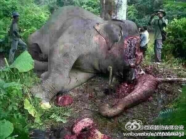 大象被盗猎者猎杀后砍头取牙。[Weibo.com]
