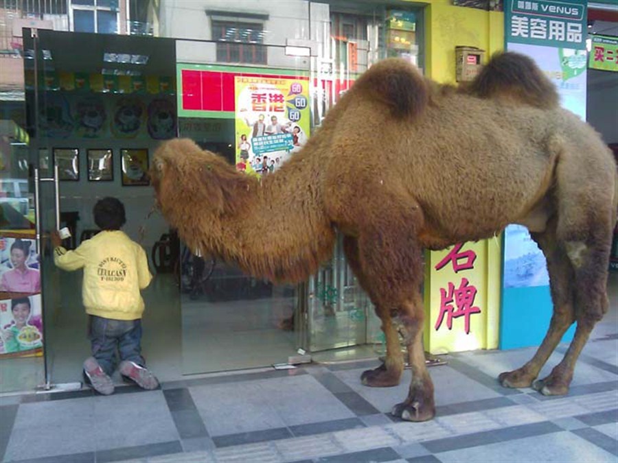 Pictures of camel beggars posted online caused widespread concern.