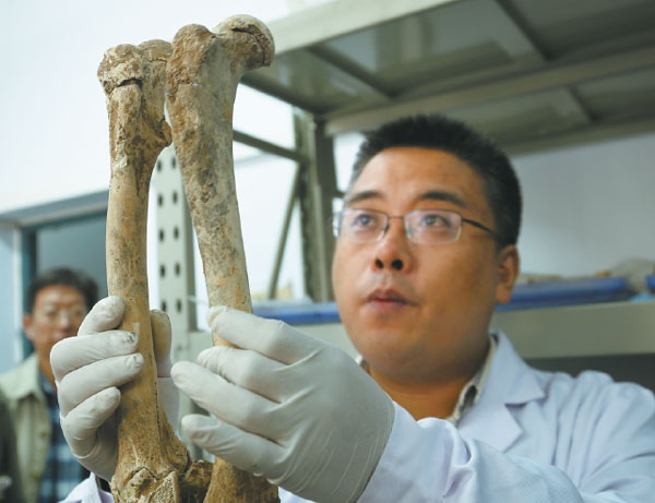 Hou Yanfeng, an archaeologist from Henan Provincial Institute of Cultural Relics and Archaeology, shows the bones of the bear's two legs, with one being shorter.  Photos By Jiang Yanwen / Xinhua