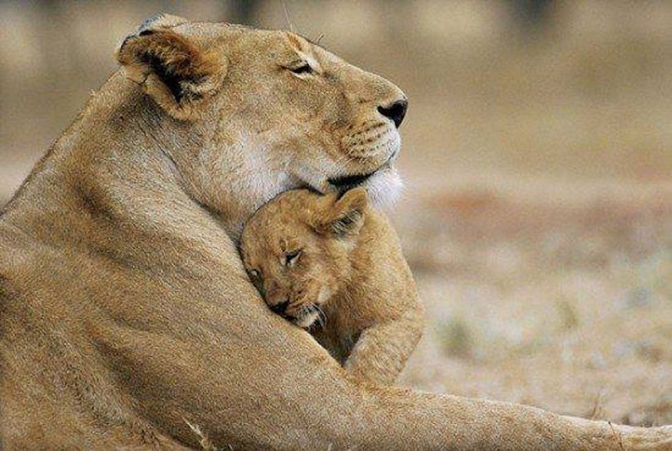 beautiful pictures of animals in love