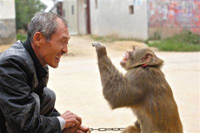 Monkey circuses are a traditional art form in Xinye County and listed as an intangible cultural heritage by Henan Province in 2009. 