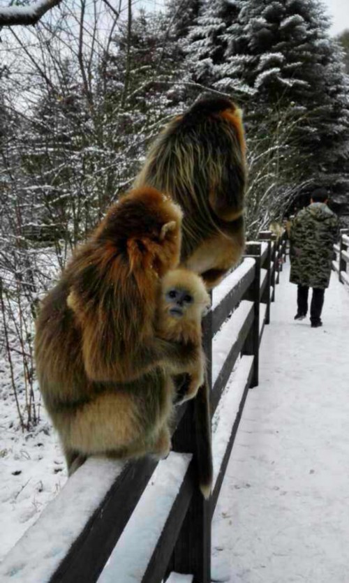 湖北神农架现今秋首场雪