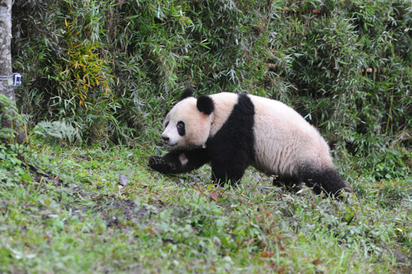 Giant panda Xue Xue is released into the wild at the Liziping Nature Reserve in Shimian in Southwest China's Sichuan province on Oct 14.