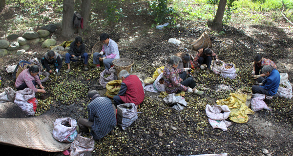 Laohegou, a former State-owned farm in Sichuan, is now a nature reserve which provides local farmers with higher incomes. 