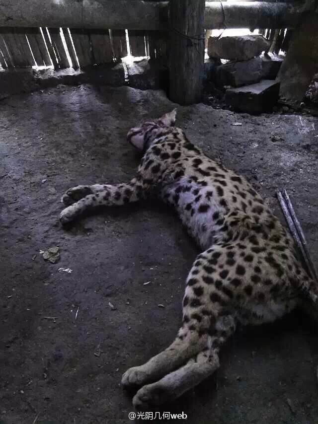A leopard cat lies unconsciously on the ground. [Photo: weibo.com]
