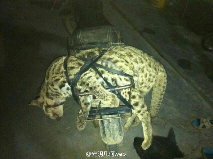 A leopard cat is tied to the backseat of a motorbike. The leopard cat seems to be dead. [Photo: weibo.com]