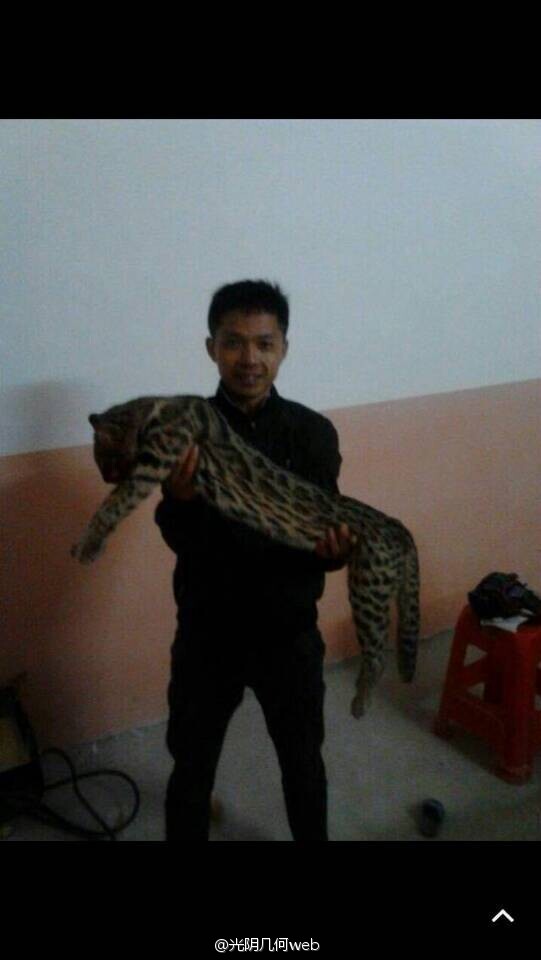 A man holds a leopard cat he poached which appears to be dead. [Photo: weibo.com] 