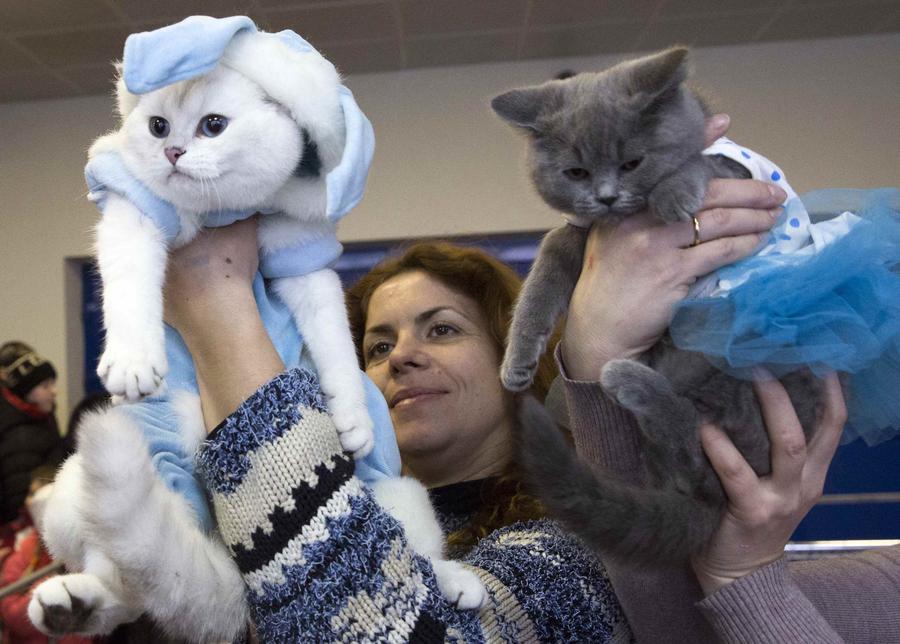 Cats exhibition held in Minsk