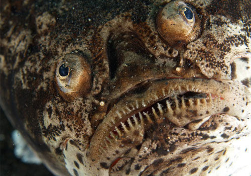 10 ugliest species of fish
