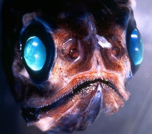 10 ugliest species of fish