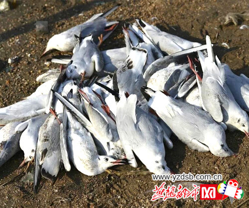 秦皇岛昌黎近千只红嘴鸥离奇死亡 是投毒致死？还是禽流感？(图)