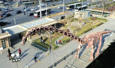 "巨型汝阳龙"首次在京一展真容. 京华时报记者范继文摄