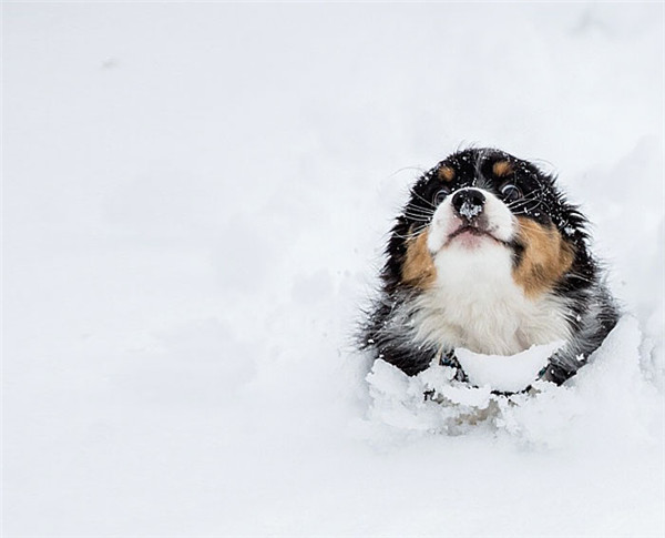 7 animals playing in the snow for the 1st time 