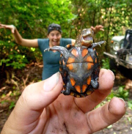 These 7 hilarious little turtles will make your day