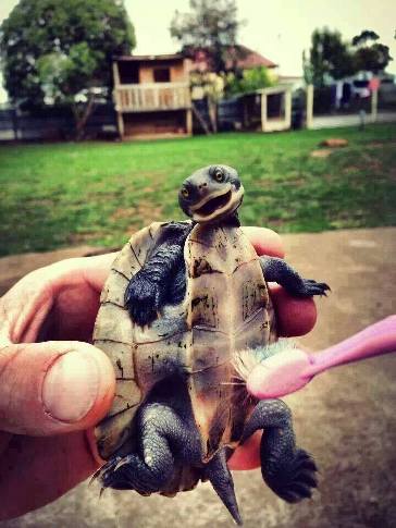 These 7 hilarious little turtles will make your day