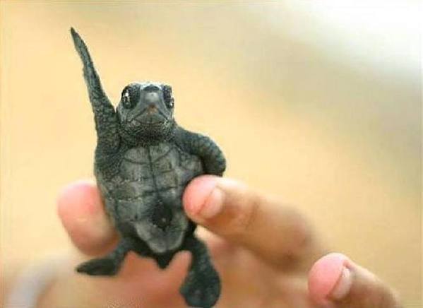 These 7 hilarious little turtles will make your day