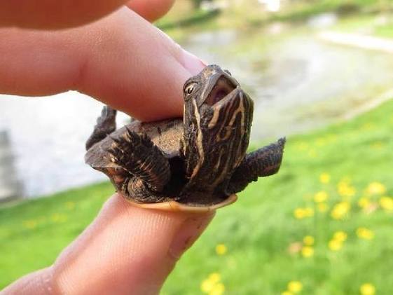 These 7 hilarious little turtles will make your day