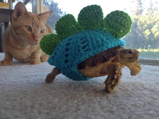 These 7 hilarious little turtles will make your day