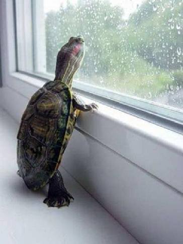 These 7 hilarious little turtles will make your day