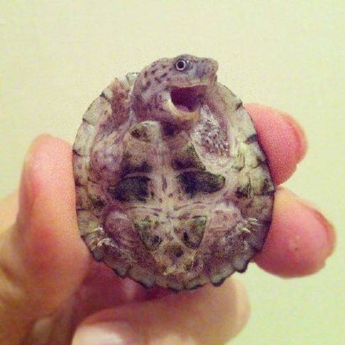 These 7 hilarious little turtles will make your day