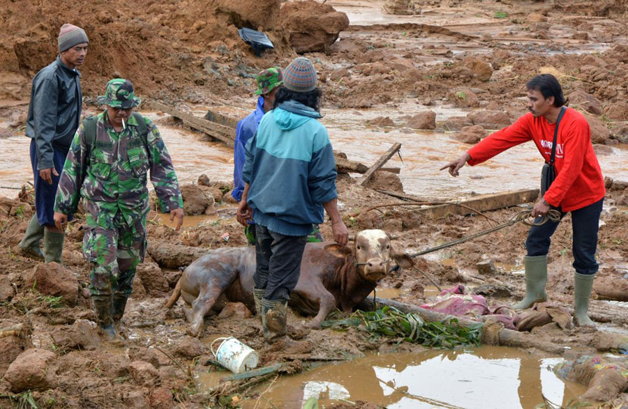 A rescue team carry away a cow after a landslide at Jemblung village in Banjarnegara, Central Java province, on December 13, 2014. [Photo/DIDA NUSWANTARA]