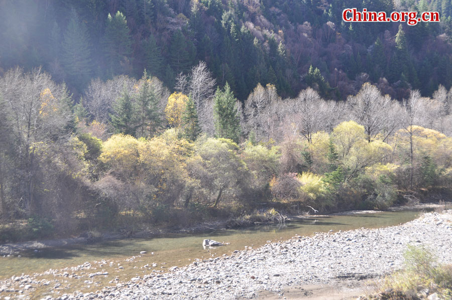 四川省阿坝州黑水县有着国内面积最大、游赏季节最长、色彩最丰富的彩林区，因此享有“多彩的民俗生态世界”和“立体画廊”之美誉。秋意正浓时节，在此驻足，眼前仿佛展开了一幅幅绚烂的秋日山水画，让人不禁陶醉于大自然馈赠的这空灵脱俗之美。[中国网 陈竹溪 摄]