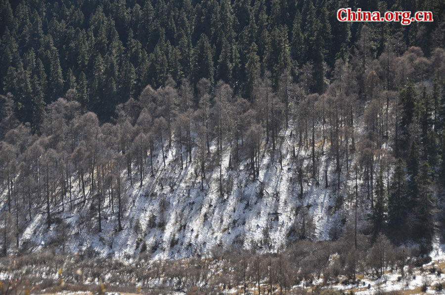 四川省阿坝州黑水县有着国内面积最大、游赏季节最长、色彩最丰富的彩林区，因此享有“多彩的民俗生态世界”和“立体画廊”之美誉。秋意正浓时节，在此驻足，眼前仿佛展开了一幅幅绚烂的秋日山水画，让人不禁陶醉于大自然馈赠的这空灵脱俗之美。[中国网 陈竹溪 摄]