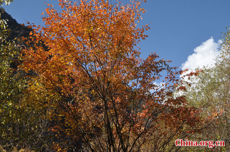 松坪沟位于茂县（四川最大的羌族聚居地）西北叠溪镇、松坪沟乡境内，因1933年8月15日一场7.5级的大地震形成的堰塞湖而成。叠溪—松坪沟风景区是世界上保存最完整的地震破坏遗址之一，160平方公里的范围内集群山、海子、原始森林、地震断裂残迹、羌族风情与民族历史文化教育遗存漂流于一体。[中国网 陈竹溪 摄]