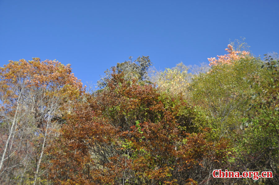 松坪沟位于茂县（四川最大的羌族聚居地）西北叠溪镇、松坪沟乡境内，因1933年8月15日一场7.5级的大地震形成的堰塞湖而成。叠溪—松坪沟风景区是世界上保存最完整的地震破坏遗址之一，160平方公里的范围内集群山、海子、原始森林、地震断裂残迹、羌族风情与民族历史文化教育遗存漂流于一体。[中国网 陈竹溪 摄]