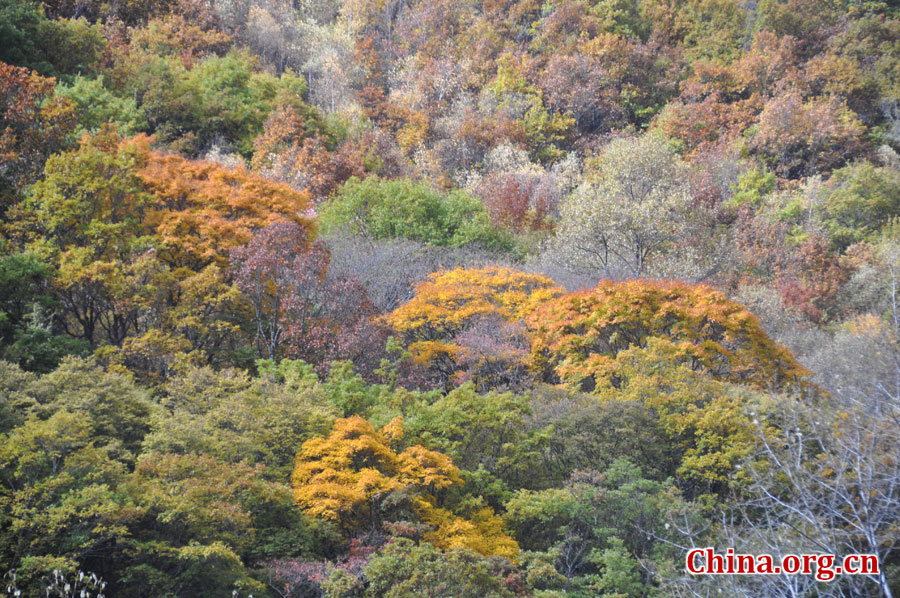 松坪沟位于茂县（四川最大的羌族聚居地）西北叠溪镇、松坪沟乡境内，因1933年8月15日一场7.5级的大地震形成的堰塞湖而成。叠溪—松坪沟风景区是世界上保存最完整的地震破坏遗址之一，160平方公里的范围内集群山、海子、原始森林、地震断裂残迹、羌族风情与民族历史文化教育遗存漂流于一体。[中国网 陈竹溪 摄]