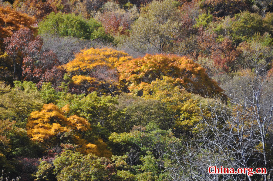 松坪沟位于茂县（四川最大的羌族聚居地）西北叠溪镇、松坪沟乡境内，因1933年8月15日一场7.5级的大地震形成的堰塞湖而成。叠溪—松坪沟风景区是世界上保存最完整的地震破坏遗址之一，160平方公里的范围内集群山、海子、原始森林、地震断裂残迹、羌族风情与民族历史文化教育遗存漂流于一体。[中国网 陈竹溪 摄]