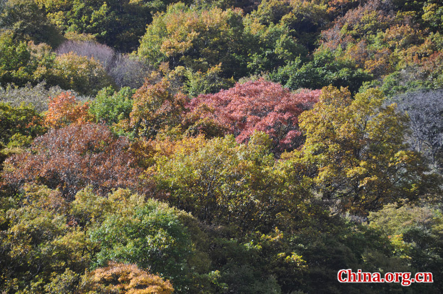 松坪沟位于茂县（四川最大的羌族聚居地）西北叠溪镇、松坪沟乡境内，因1933年8月15日一场7.5级的大地震形成的堰塞湖而成。叠溪—松坪沟风景区是世界上保存最完整的地震破坏遗址之一，160平方公里的范围内集群山、海子、原始森林、地震断裂残迹、羌族风情与民族历史文化教育遗存漂流于一体。[中国网 陈竹溪 摄]