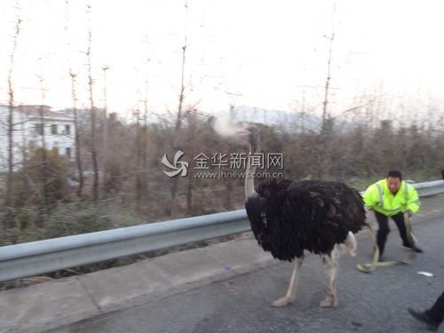 A rescuer guides the ostrich towards the exit of the expressway.