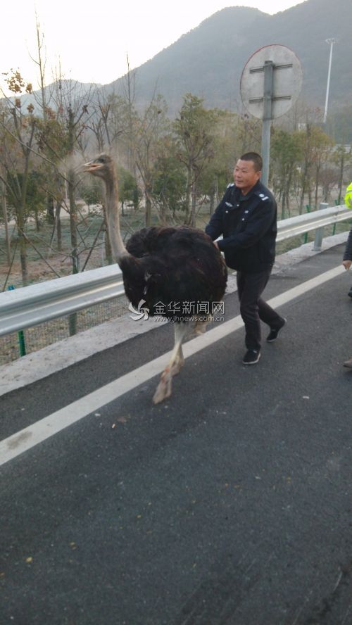 A rescuer guides the ostrich towards the exit of the expressway. 