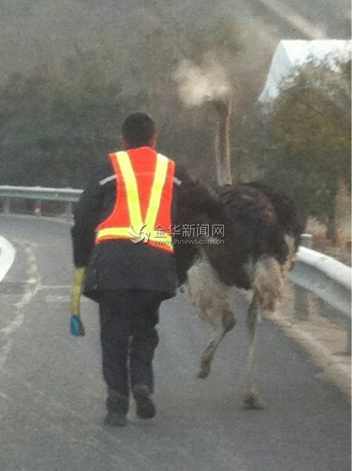  A rescuer guides the ostrich towards the exit of the expressway.