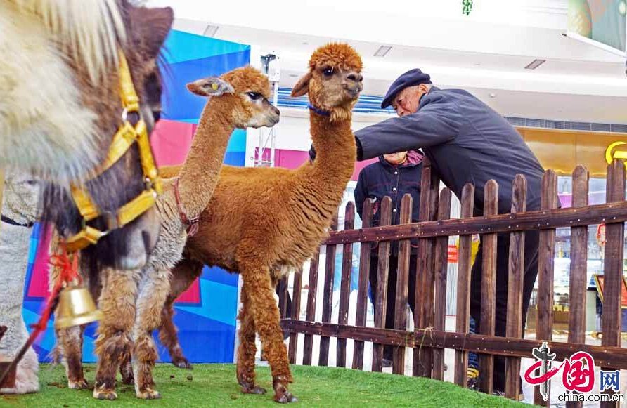 A local mall exhibits three alpacas and two ponies in a temporary area to attract more citizens, especially teenagers and young people, to promote the Christmas season in Luoyang, Henan Province, on Dec. 21, 2014. [China.org.cn]