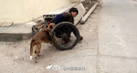 An old Chinese saying goes that a dog never detests its owner's poverty. This dog not only loves its poor owner, but also helps him.