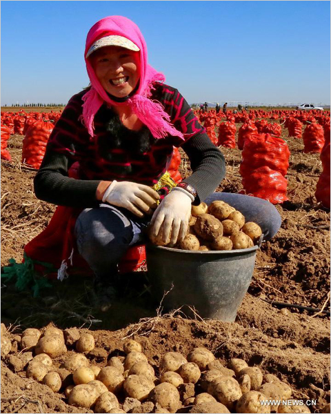 A farmer collects potatoes in the field in the Saibei Administration Area in Zhangjiakou City, north China's Hebei Province, Sept 22, 2014. The Sabei area, which has about 50,000 mu (about 3,333 hectares) of potato field, is expected to yield more than 100,000 metric tons of potatoes. [Photo/Xinhua] 